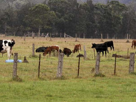 Beef price to fall from record highs: TEM's Matt Dalgleish