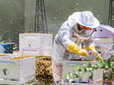 VARROA MITE RESISTANCE DETECTED IN VICTORIA