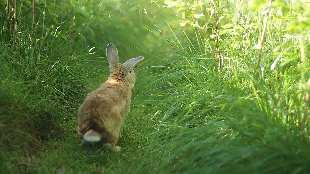 Farmers shouldn't have kittens over timing rabbit virus traps