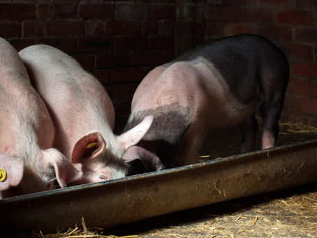 Adelaide Plains piggery owners face animal cruelty charges