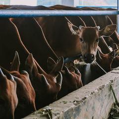 Australia Expands Support for Indonesian Lumpy Skin Disease Response