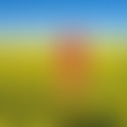 Flowering canola crops out of bounds