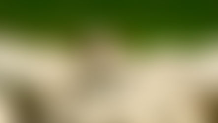 $20 Million Boost for WA Sheep Industry Transition