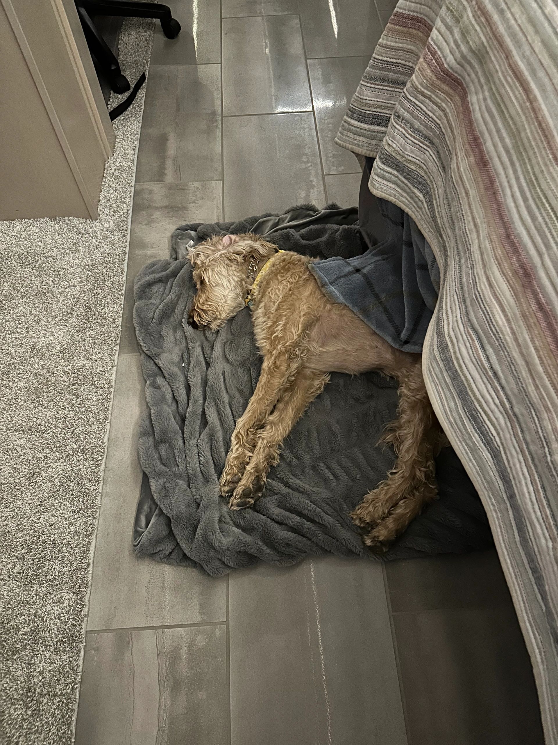 Jazmine looking cute to remind us that we still like her...most days.