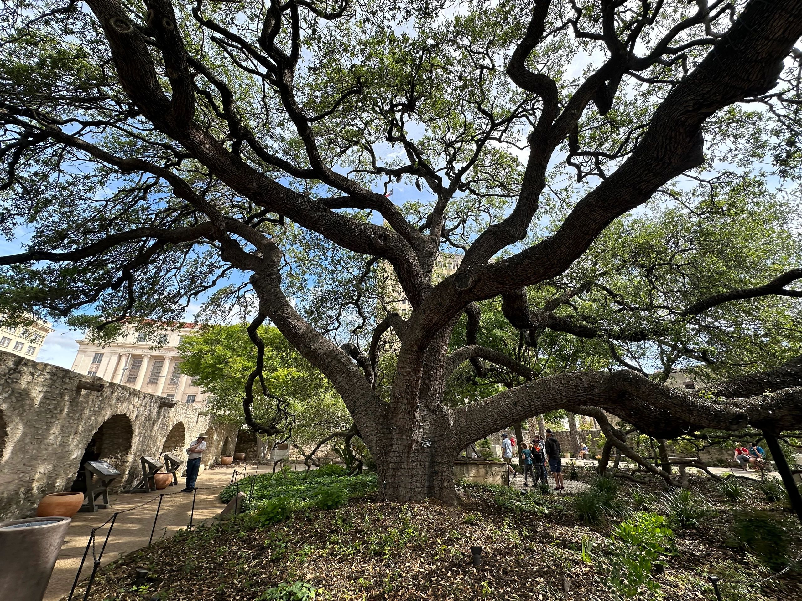 There are huge Live Oak trees in the area. Stunning.