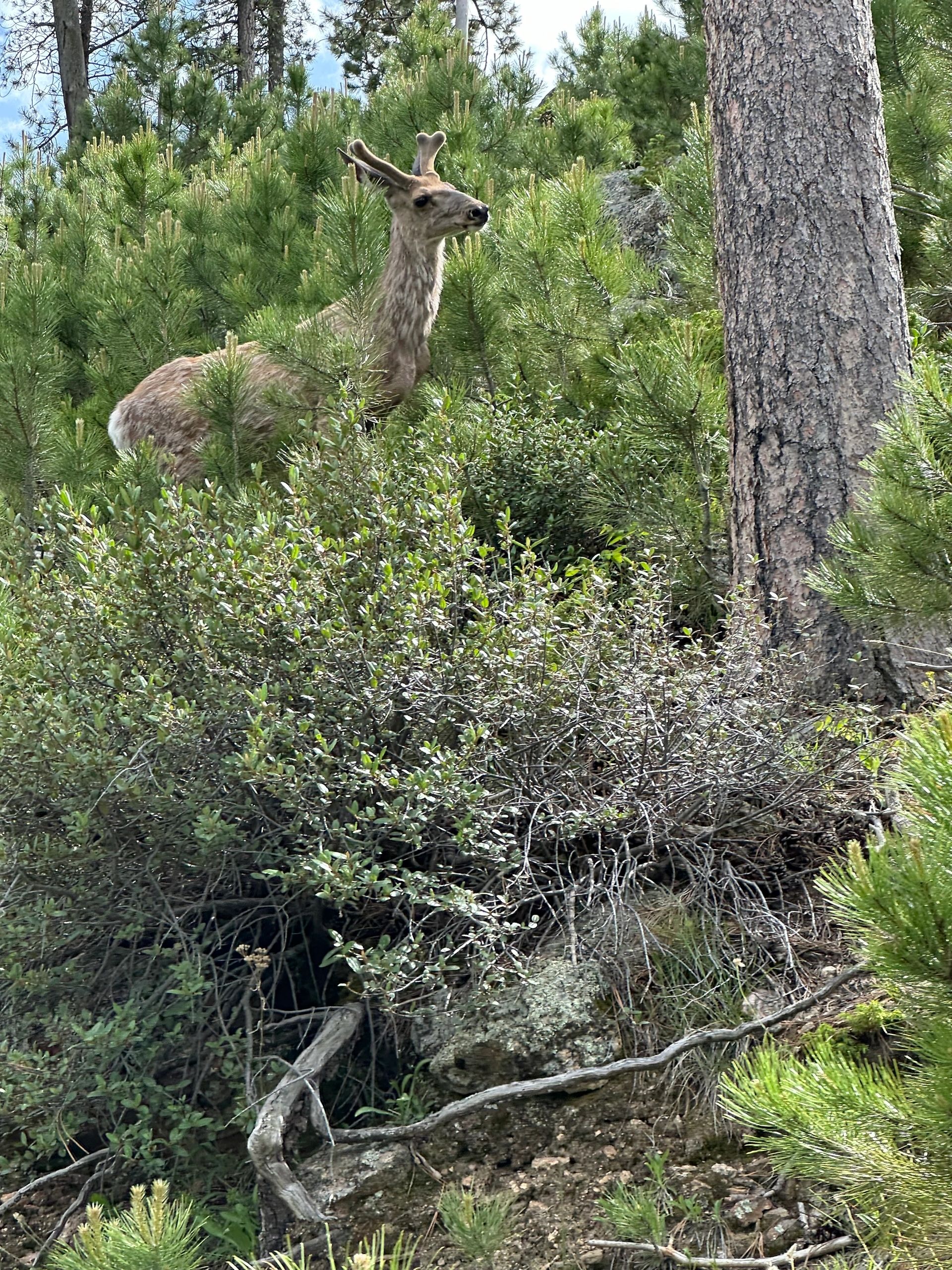 Mule deer in Custer State Park