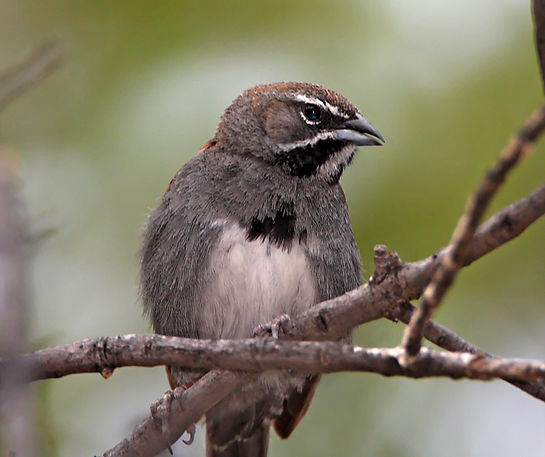 Five-striped Sparrow_2056 (2015_07_29 16_16_23 UTC).jpg