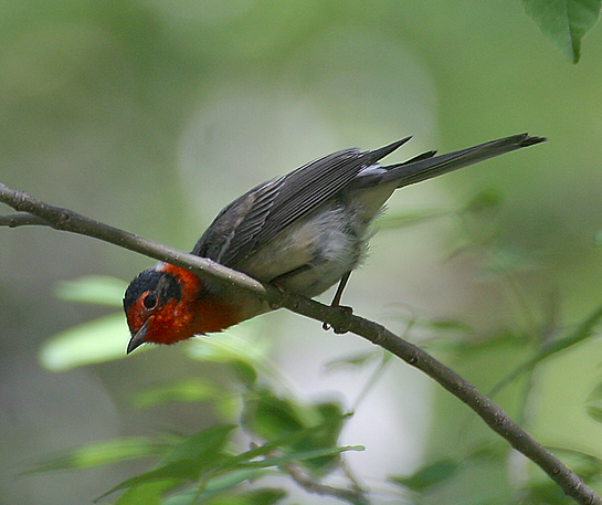 Red-faced Warbler, Vickers (2015_01_20 13_40_43 UTC).tif