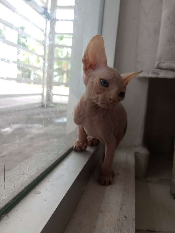 Thumbnail: Male Sphynx Cat (Colour Pink with Blue eyes)