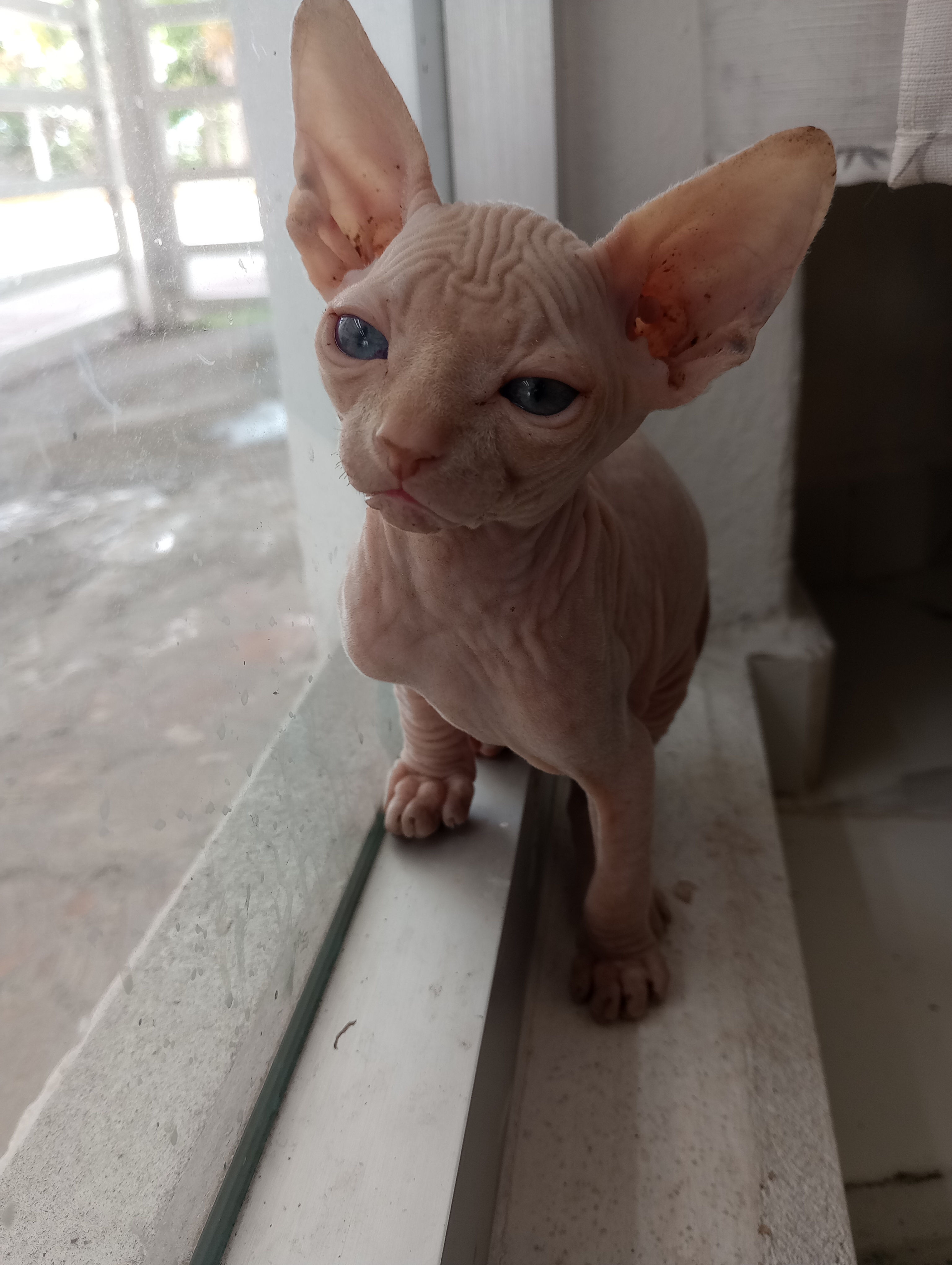 Male Sphynx Cat (Colour Pink with Blue eyes)