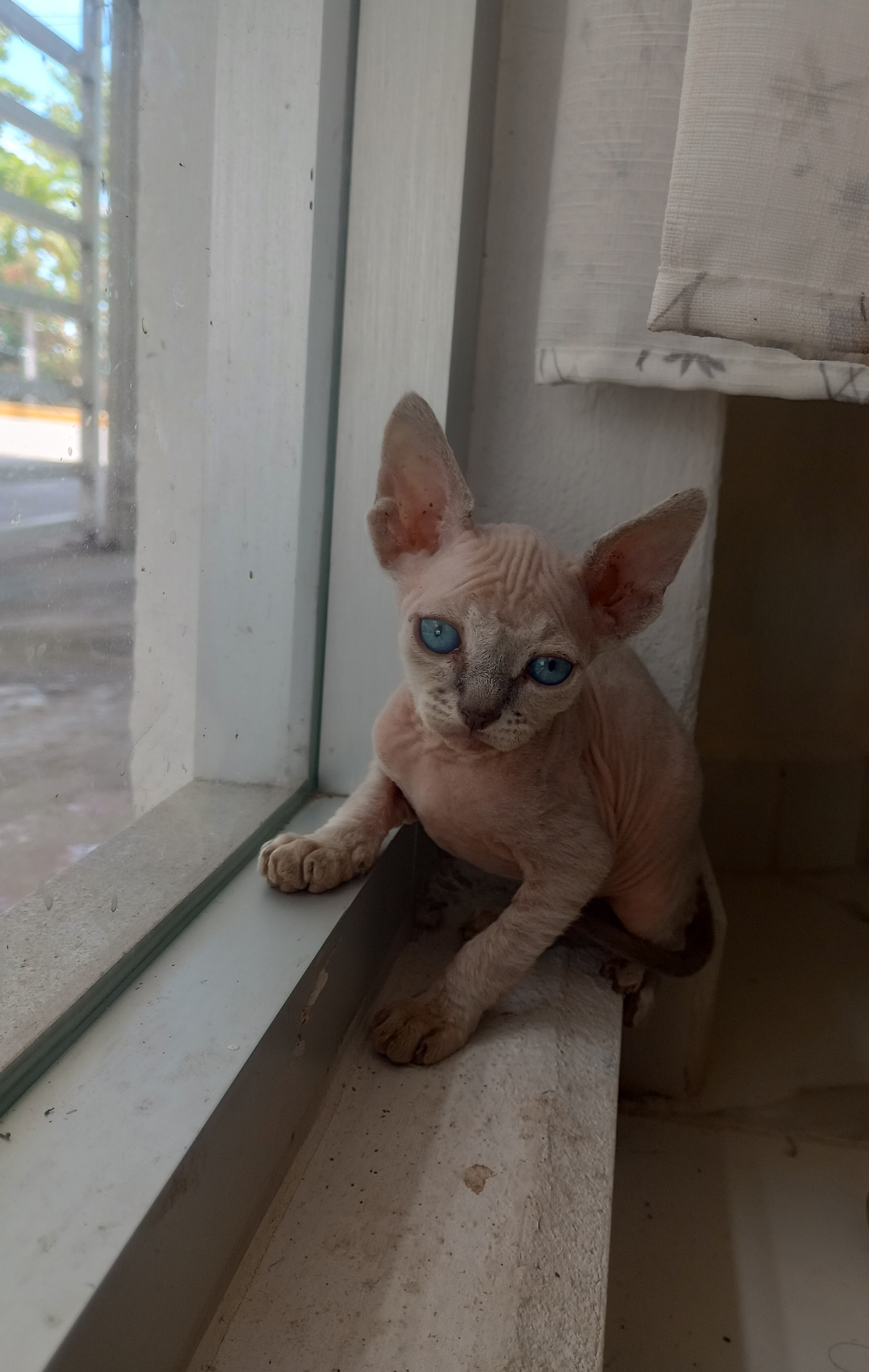 Female Sphynx Cat (colour Blue point/lilac with blue eyes)