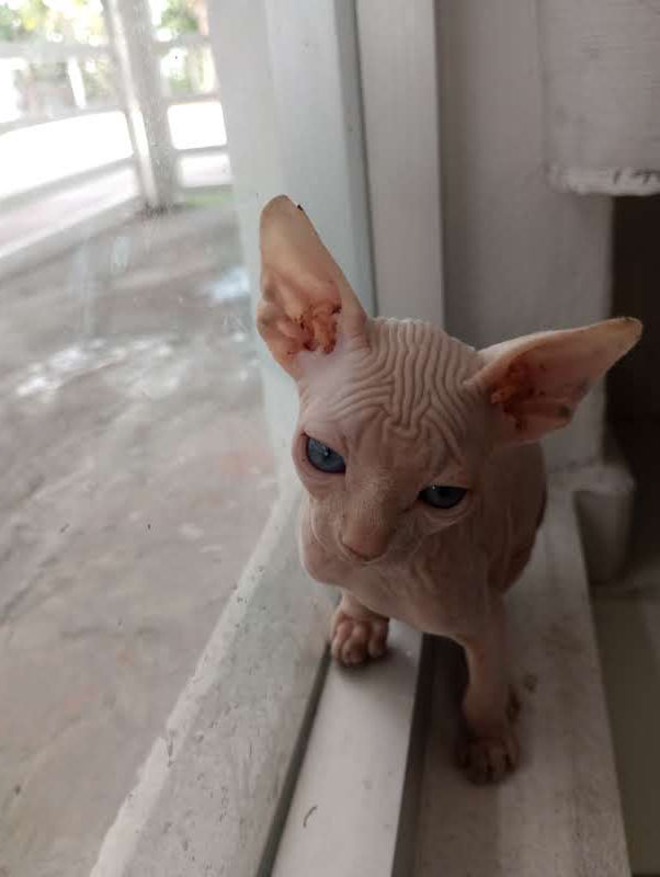 Thumbnail: Male Sphynx Cat (Colour Pink with Blue eyes)