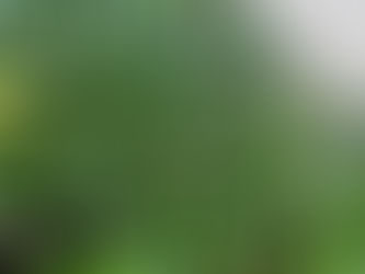 龍の髭に花が咲きました