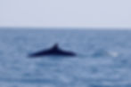 Rorqual commun