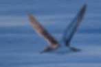 Puffin des Baléares ?
