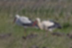 Cigognes blanches en pause migratoire avec des Ibis falcinelles