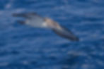 Puffin de Scopoli
