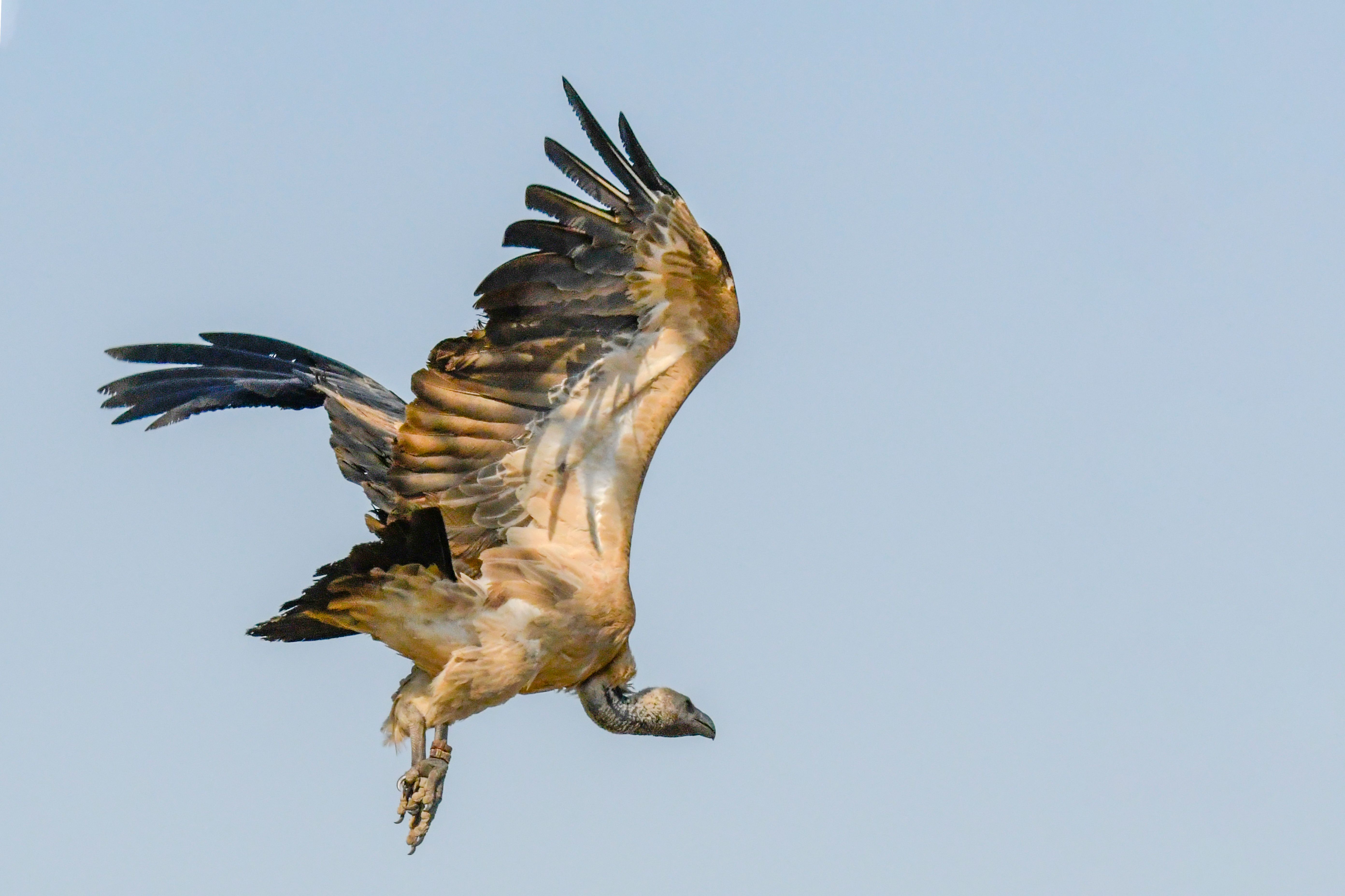 Bird in flight used as motion and silhouette reference for monsters in games VFX and XR