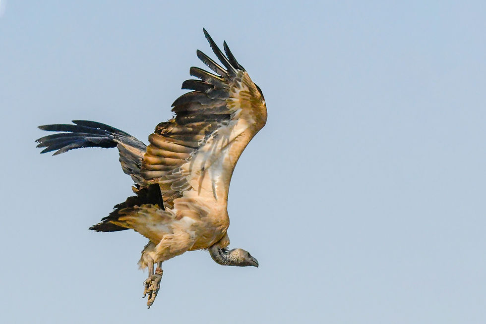 Bird in flight used as motion and silhouette reference for monsters in games VFX and XR