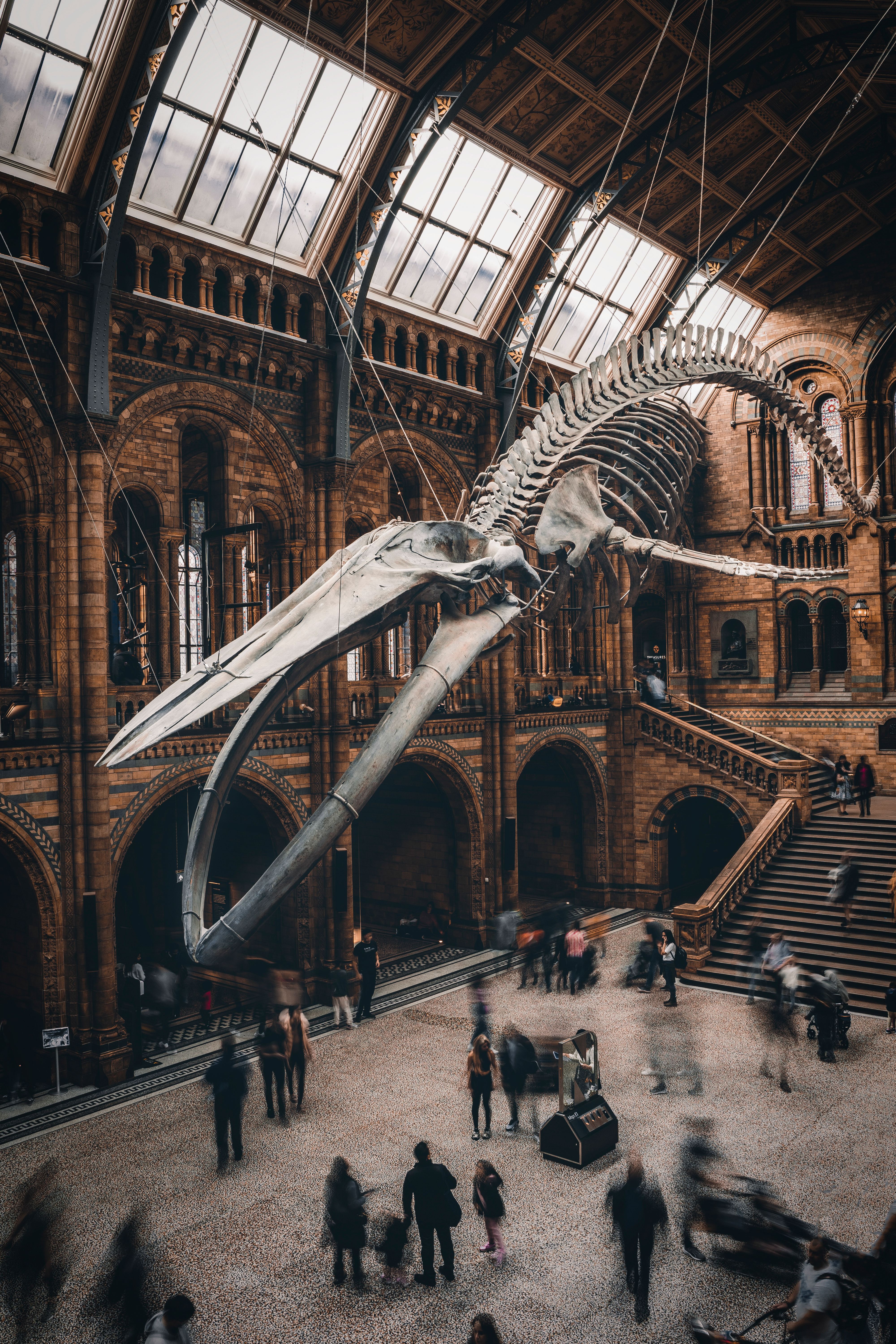 Whale skeleton illustrating scale, structure and material reference