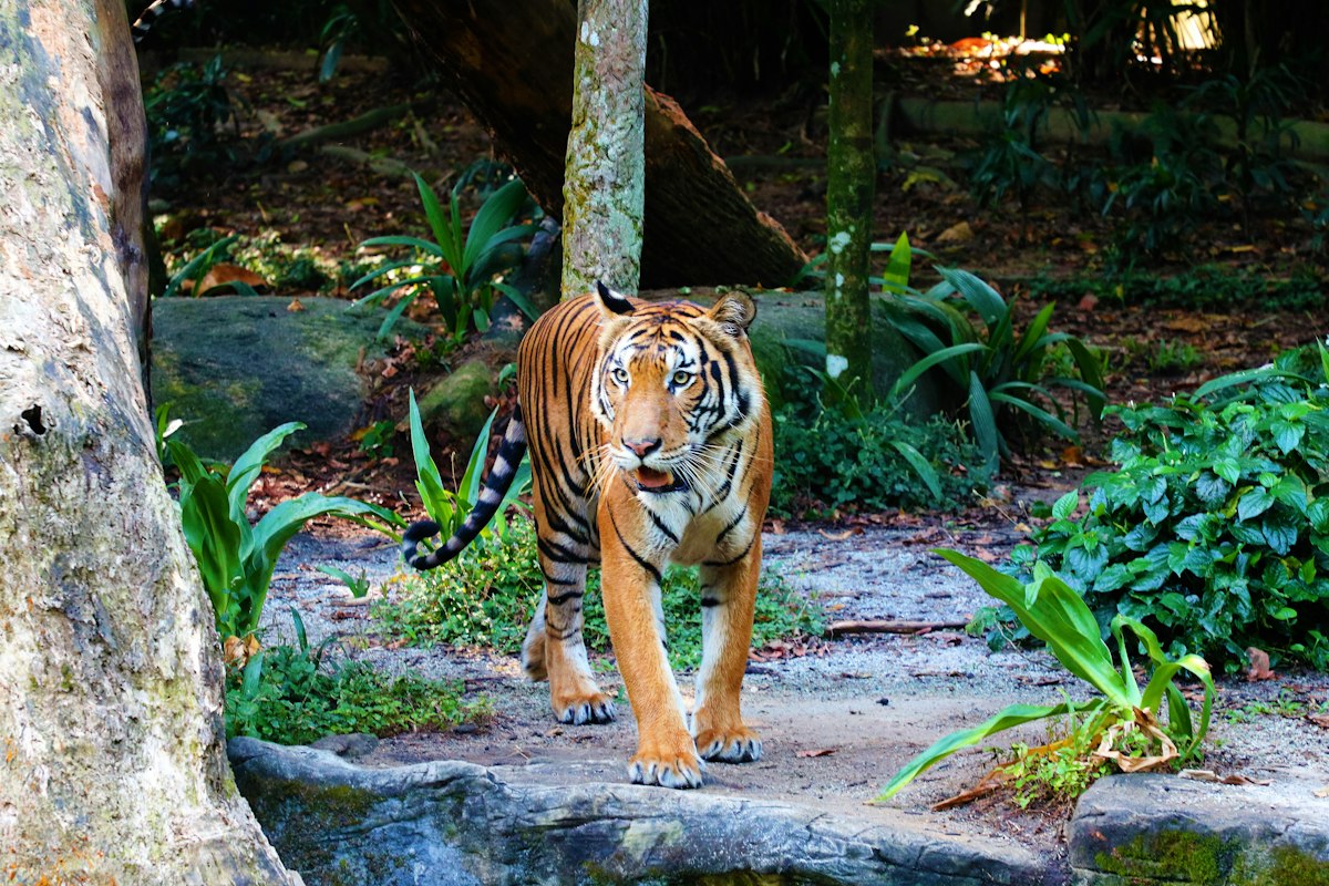 Malayan tiger walking through forest, illustrating game creature design inspiration