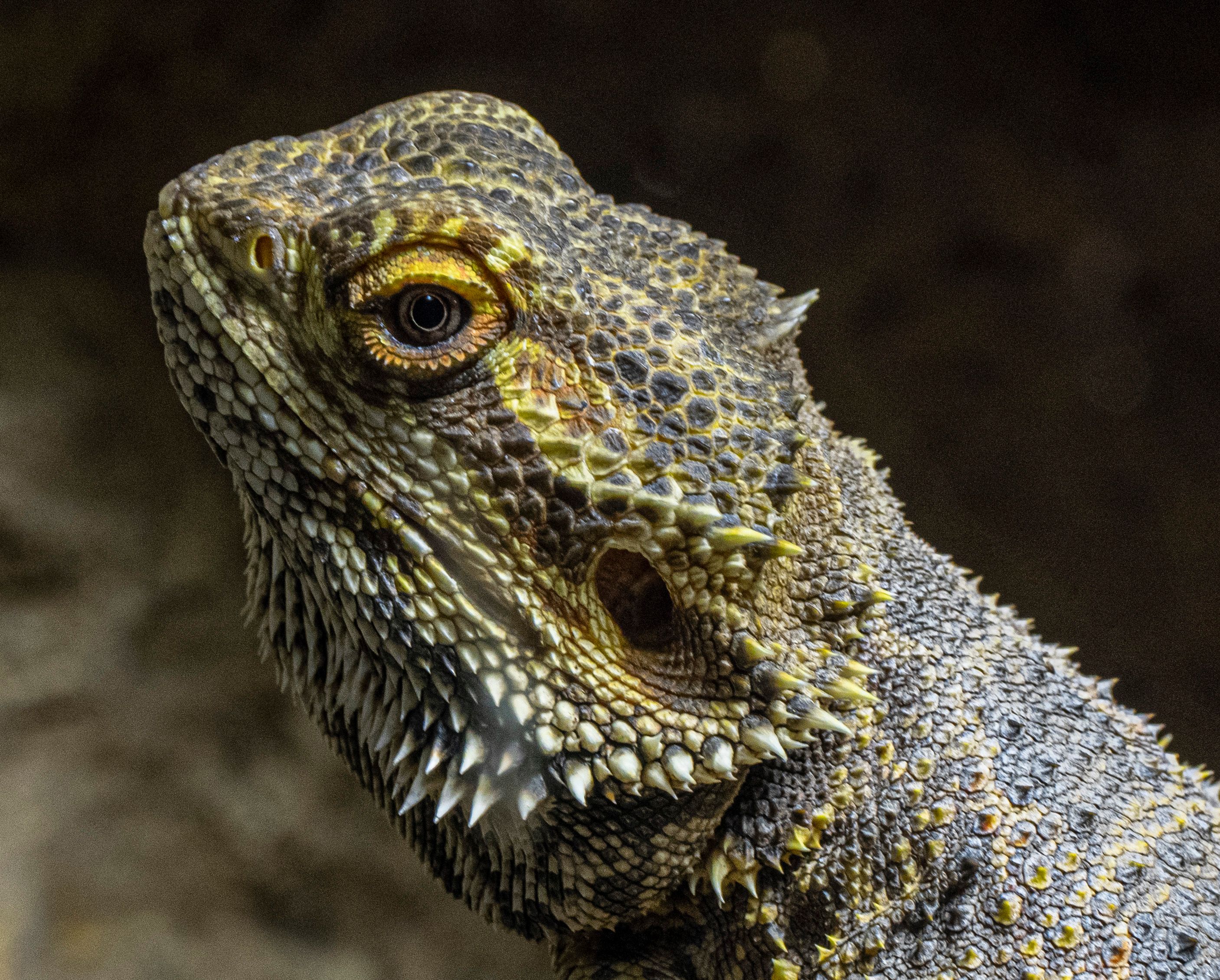 Bearded dragon close-up reference for a monster viewed at immersive scale