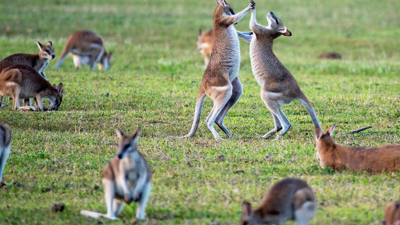 Wildlife locomotion reference for planning creature motion capture beats