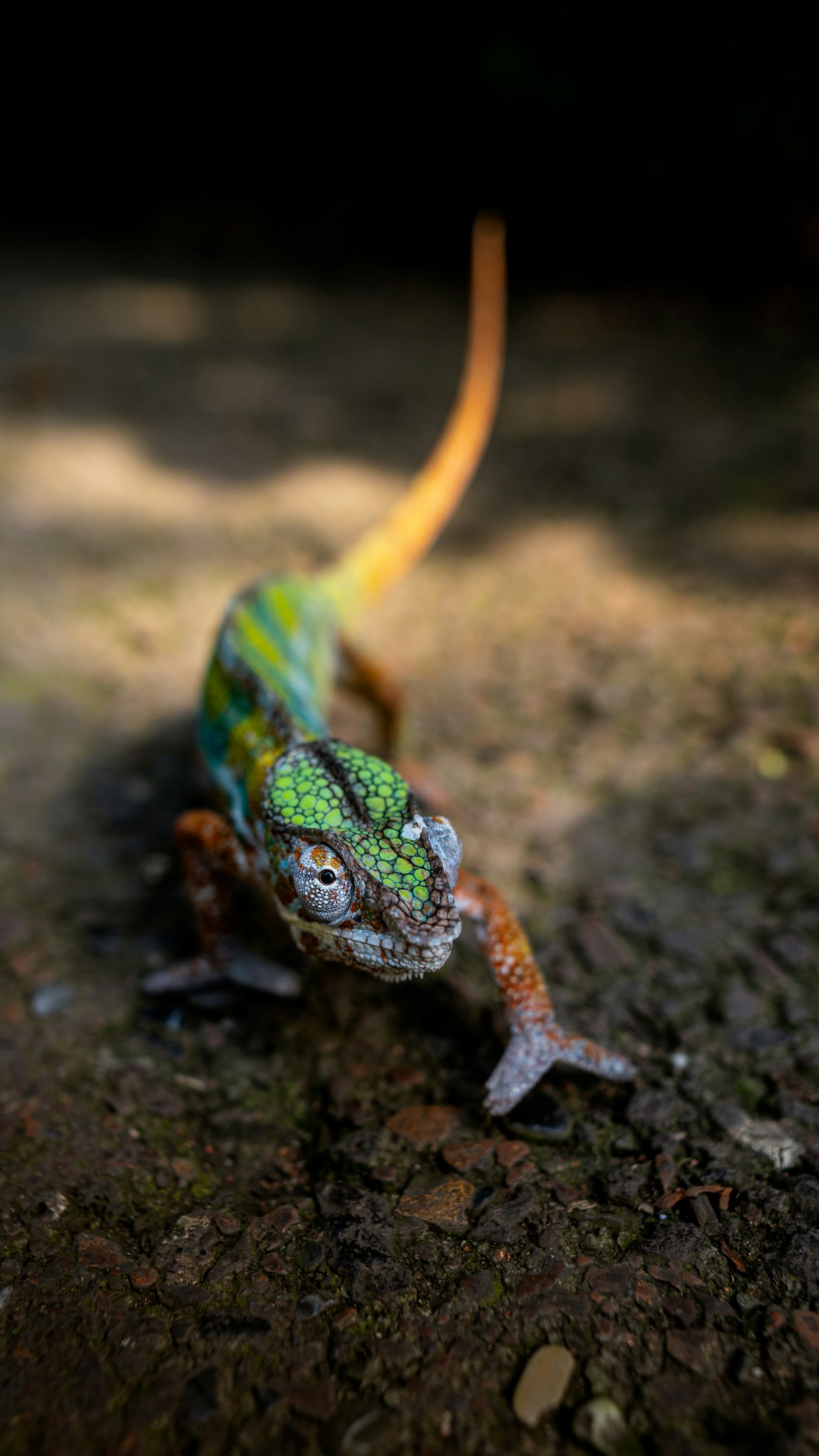 Close-up lizard anatomy reference used to plan believable creature surfaces and movement