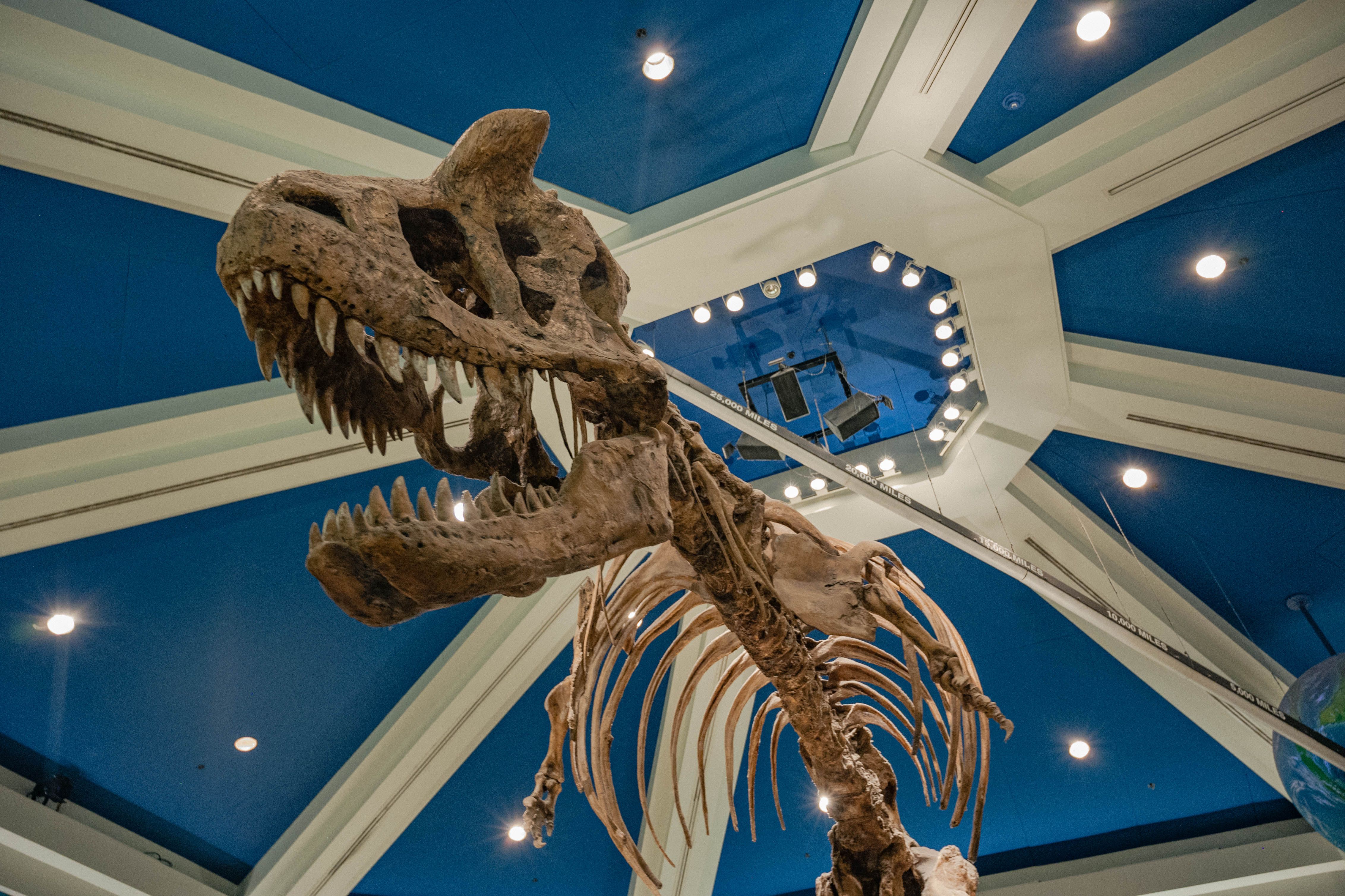 Close view of a dinosaur skull showing threatening forms for creature concept reference