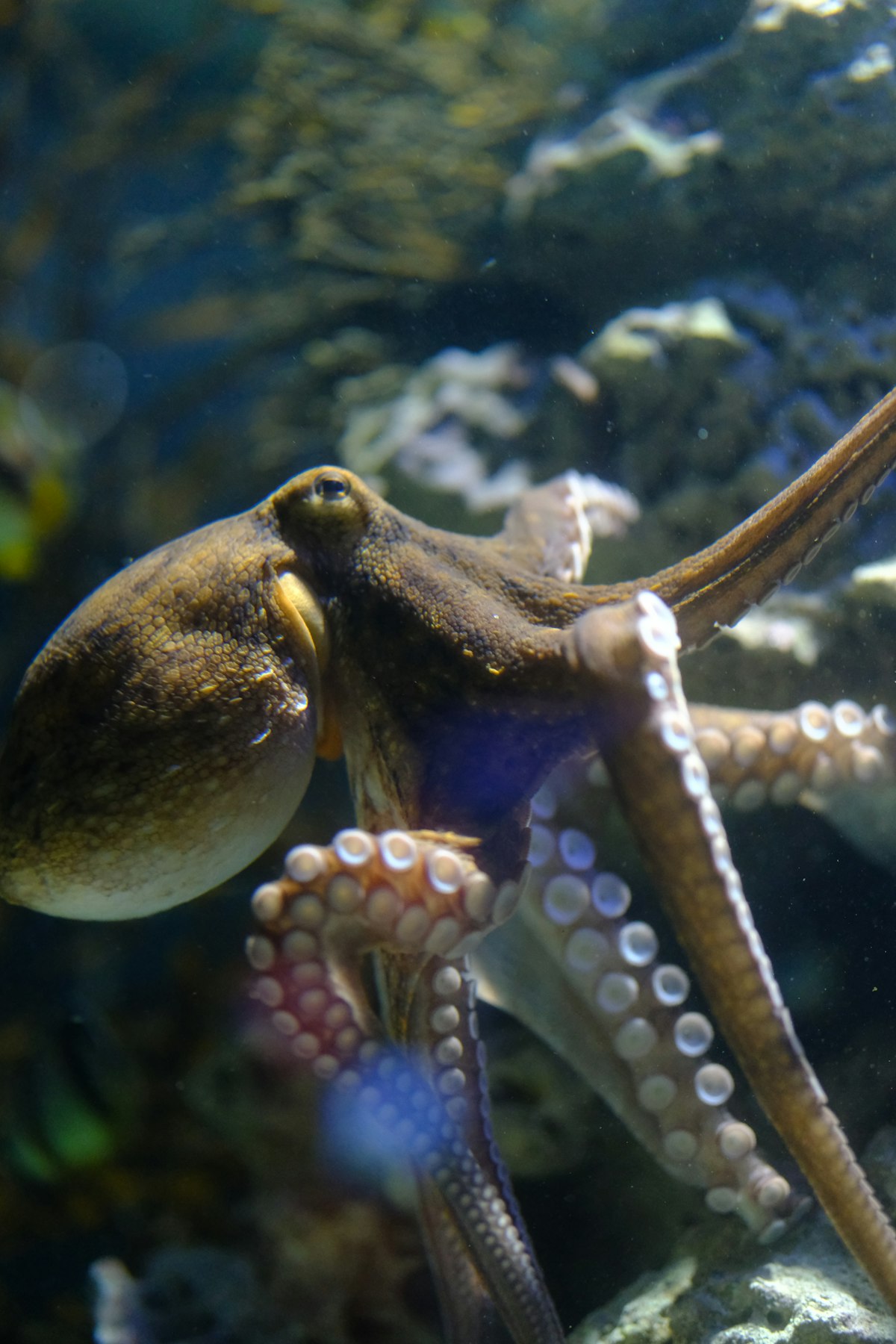 Octopus navigating a rocky environment, reference for interaction and motion tests