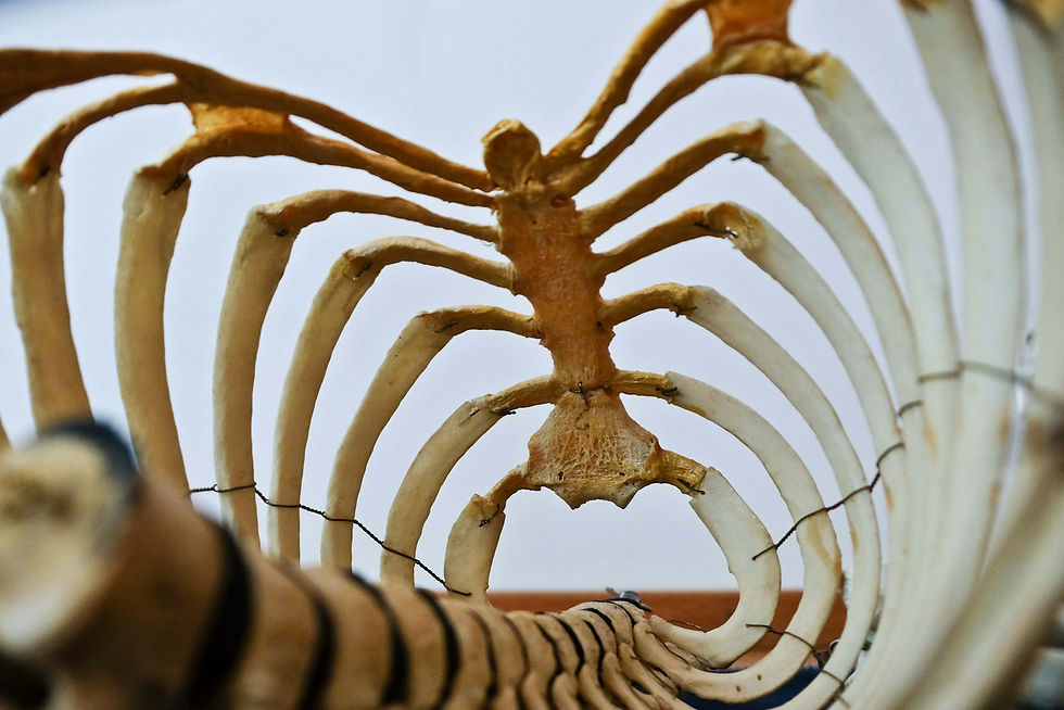Animal rib cage and spine reference for functional alien creature anatomy