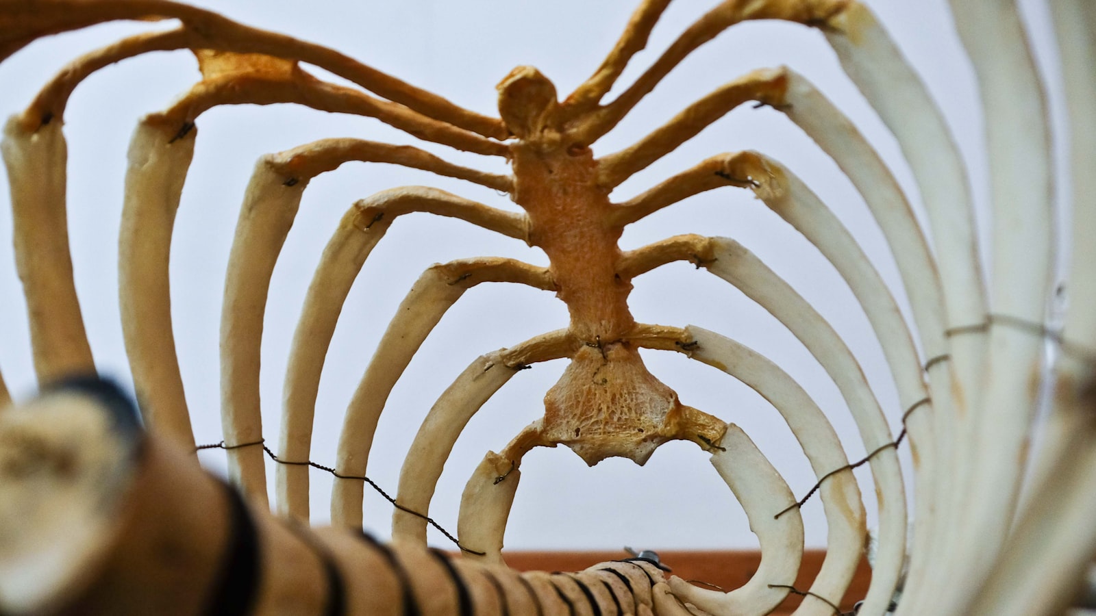 Creature anatomy skeleton reference for non-human motion planning
