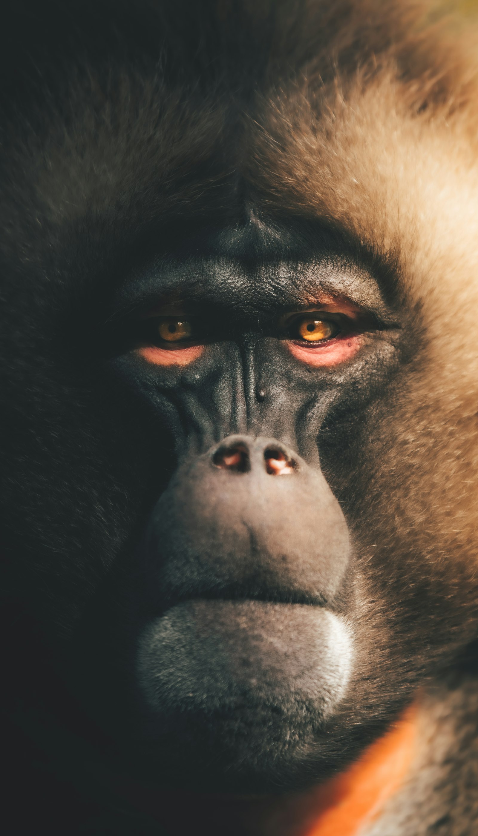 Detailed animal face reference used to evaluate anatomy surface and expression quality
