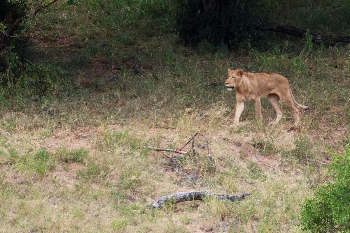 Lioness moving through grass, illustrating silhouette and action readability