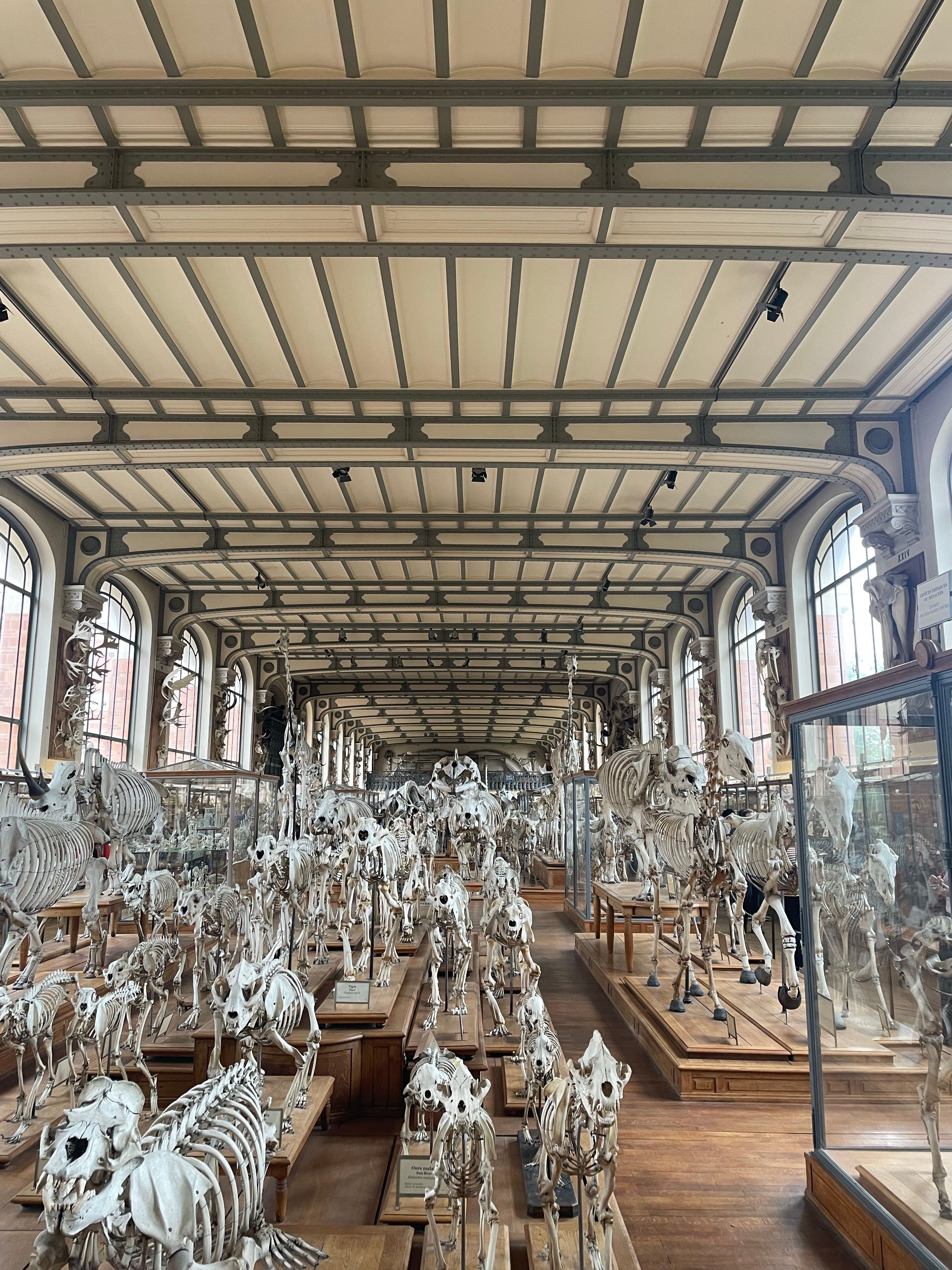 Animal skeletons showing how believable anatomy supports monster design