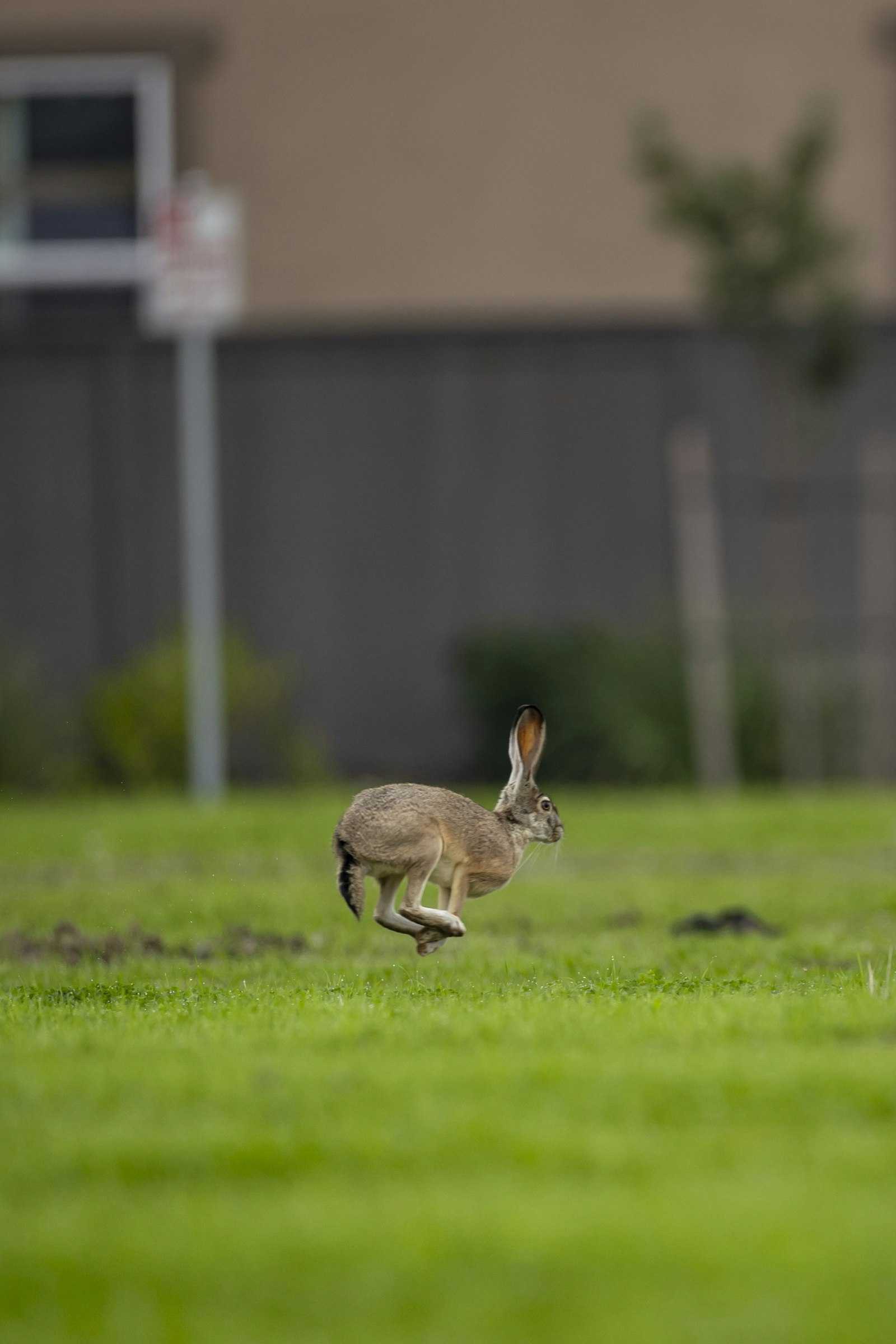Running animal reference illustrating locomotion for film game and XR creature animation