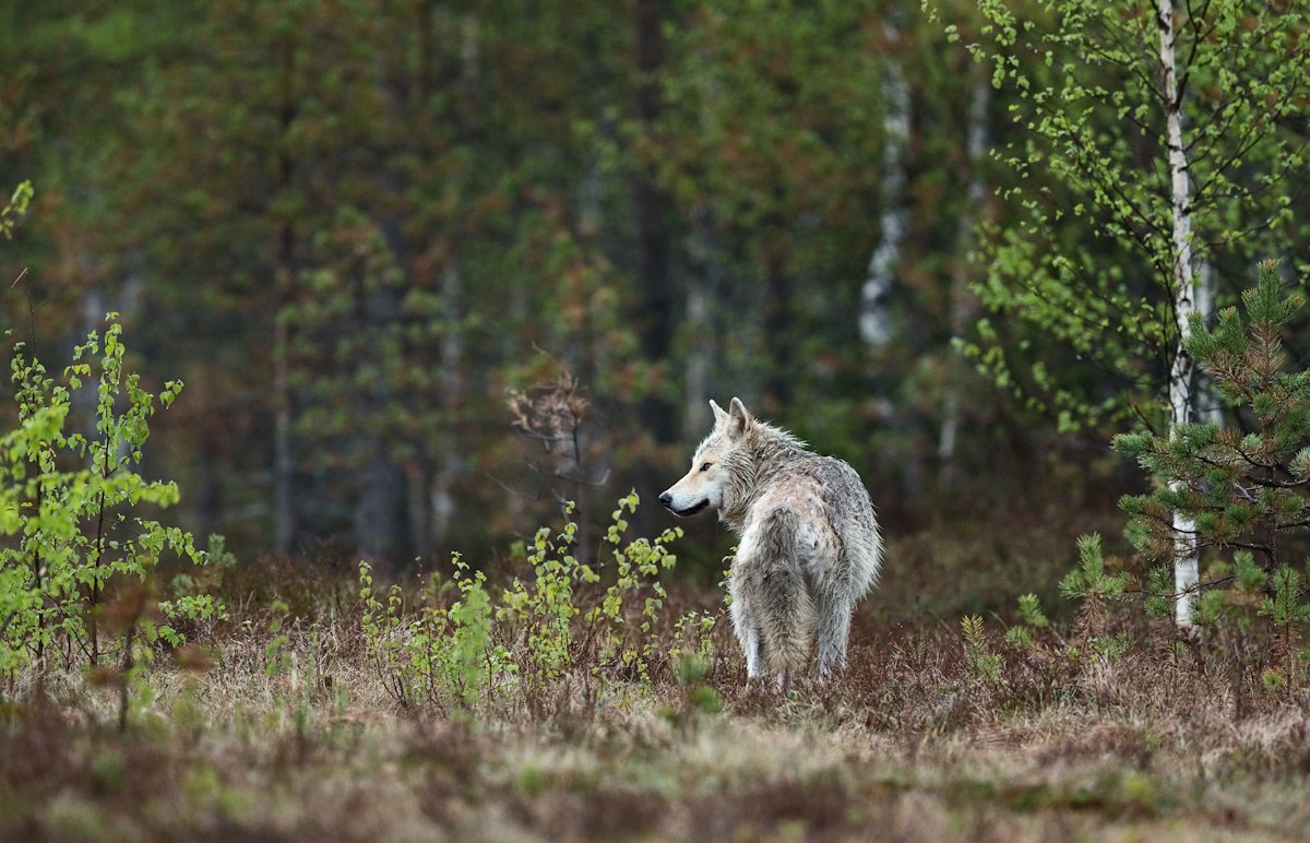 Wolf standing in its habitat, a reference for readable game creature behavior