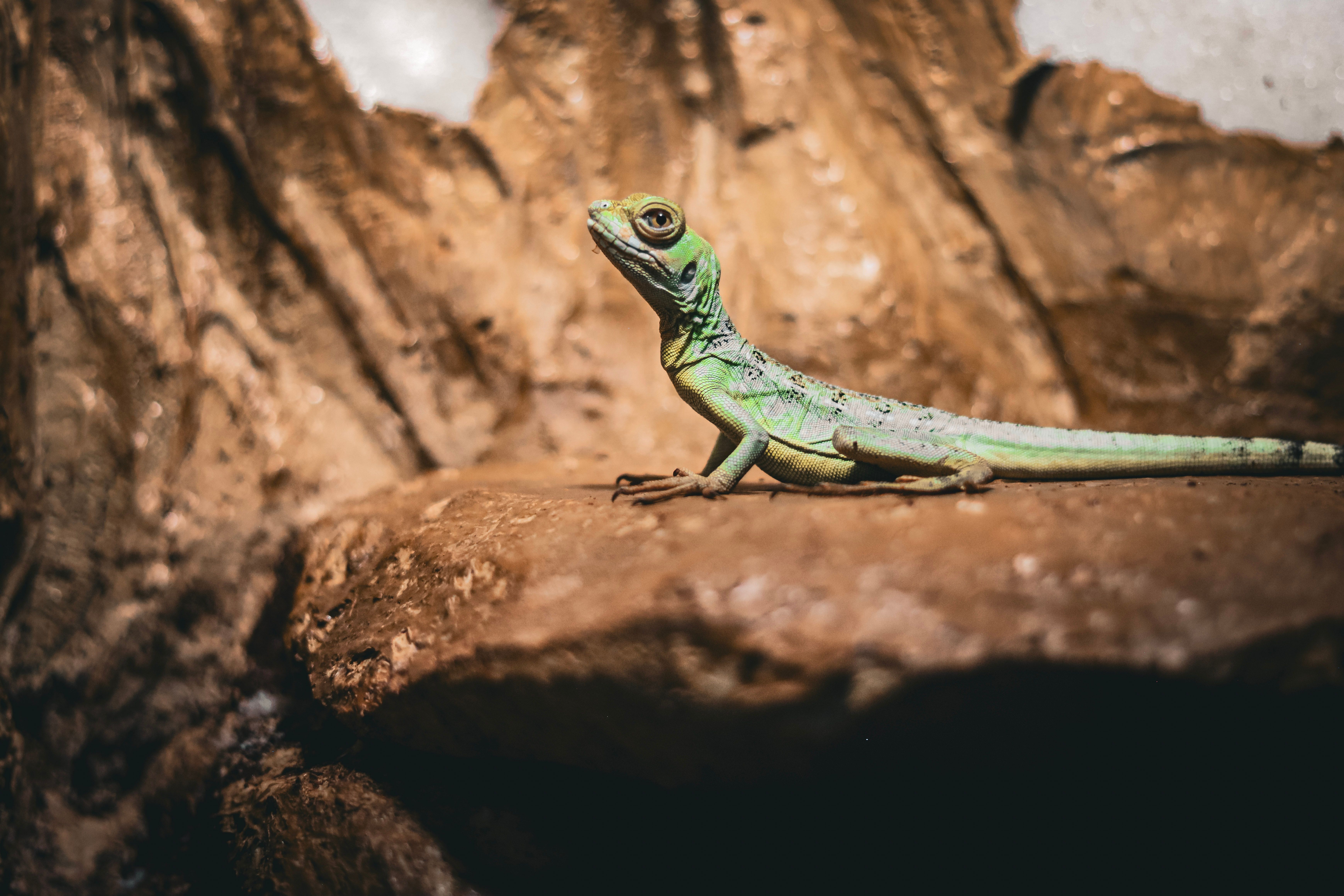 Green reptile reference used to study function, habitat and threat cues