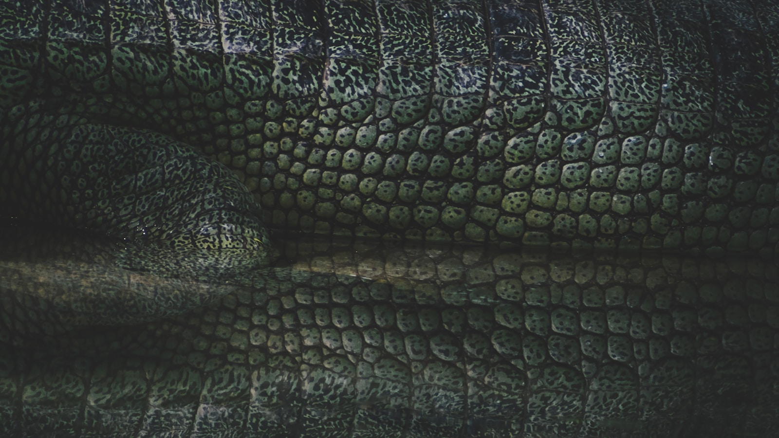 Close view of reptile scales used as biological surface reference for alien creature design