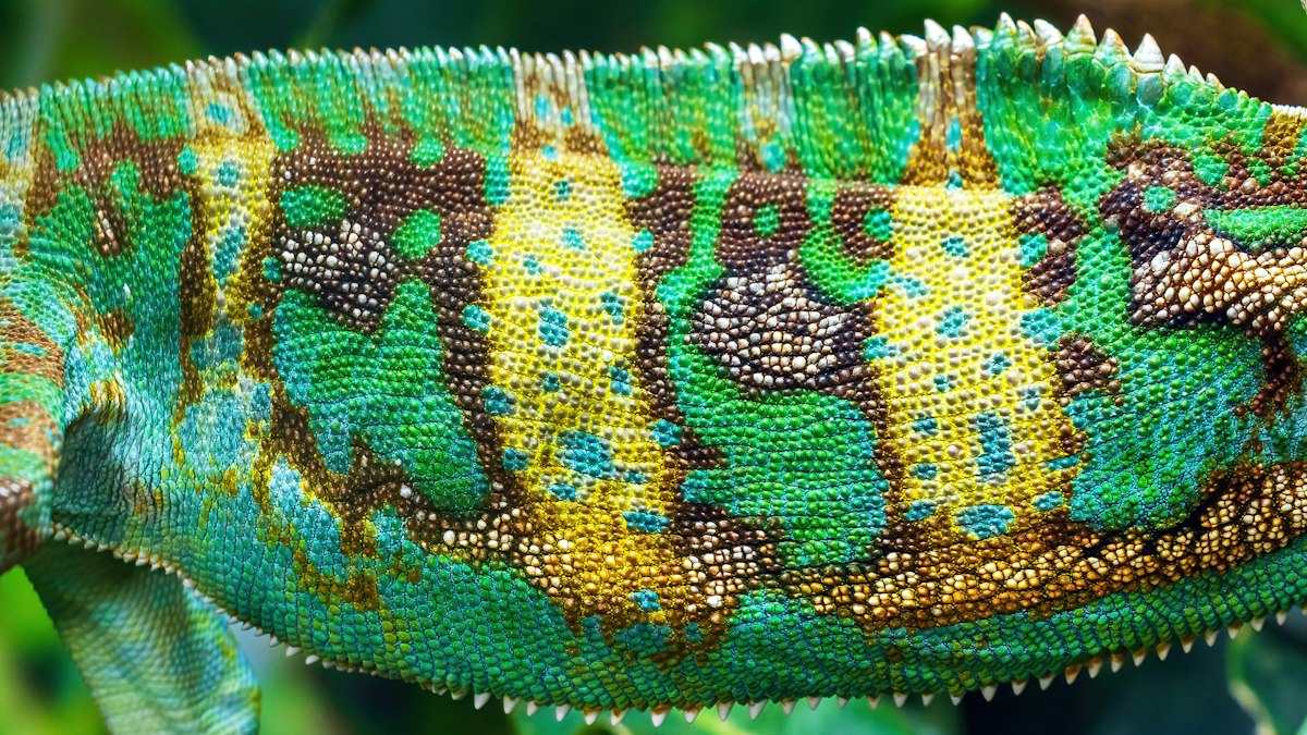 Chameleon scales and surface pattern as reference for creature materials