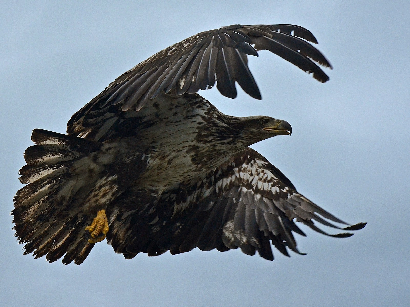 Eagle in flight as motion reference for game VFX and XR creature animation