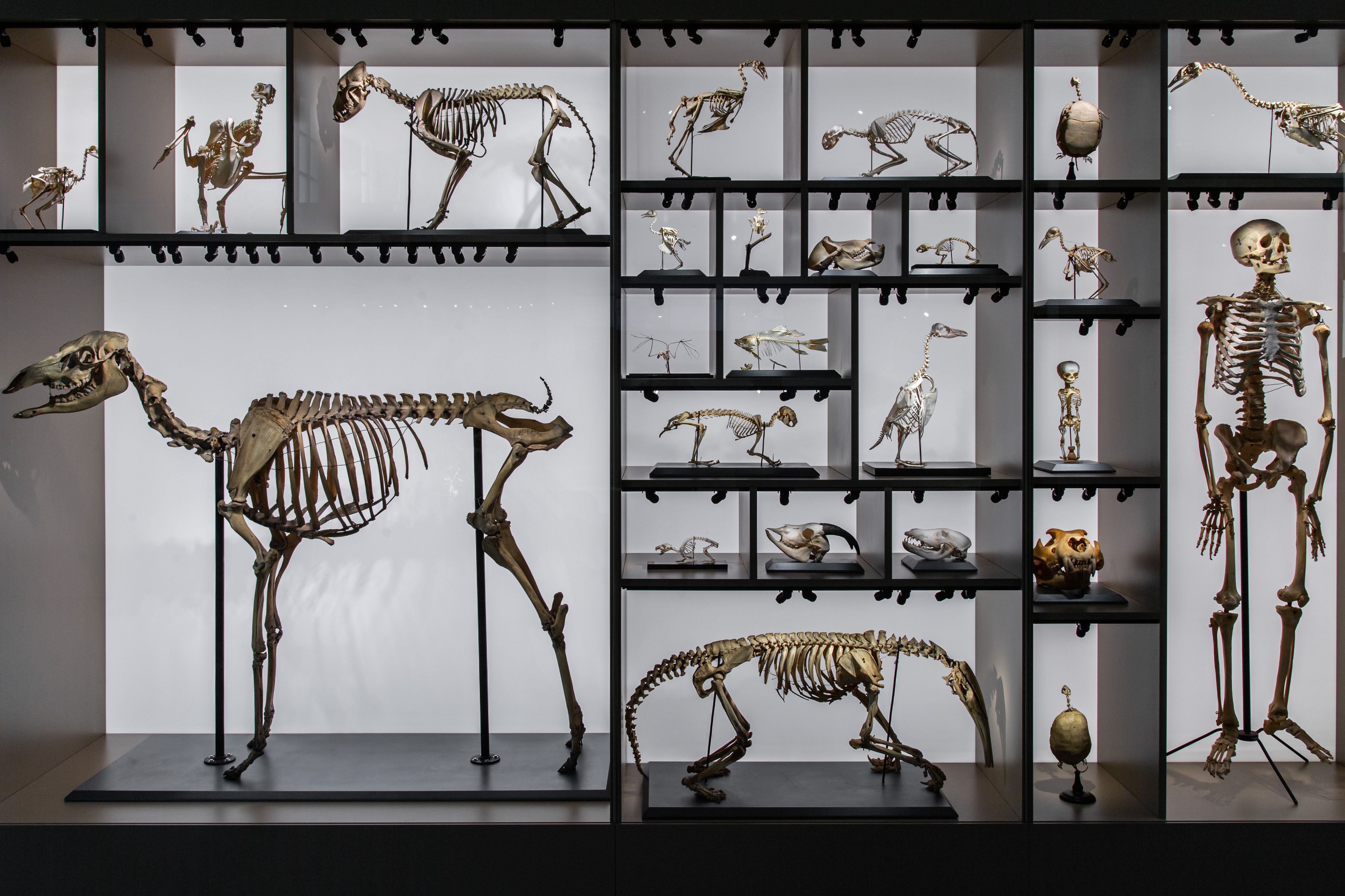 Comparative skeleton display for planning monster anatomy and silhouette