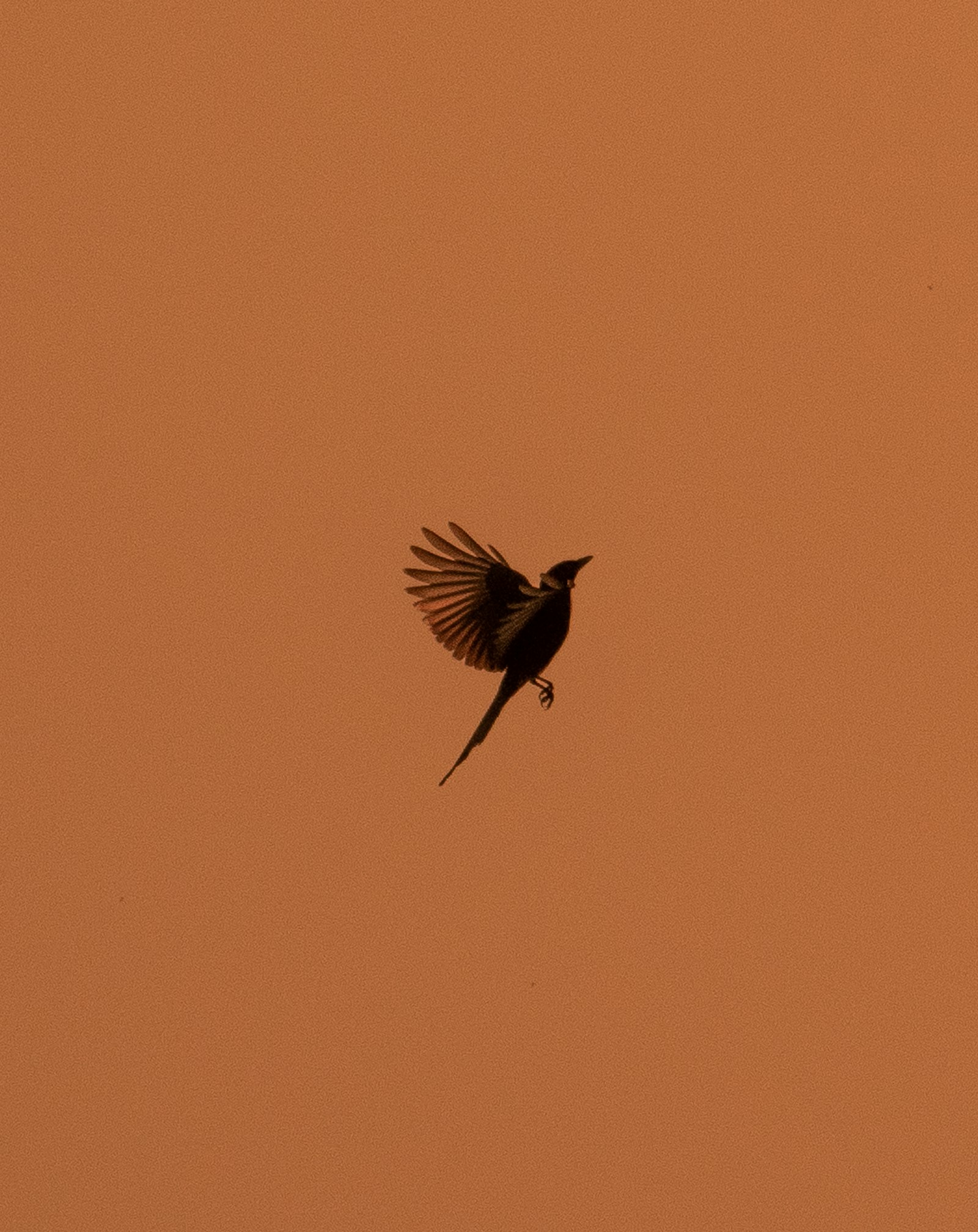 Bird movement reference demonstrating articulation for creature rigging and animation