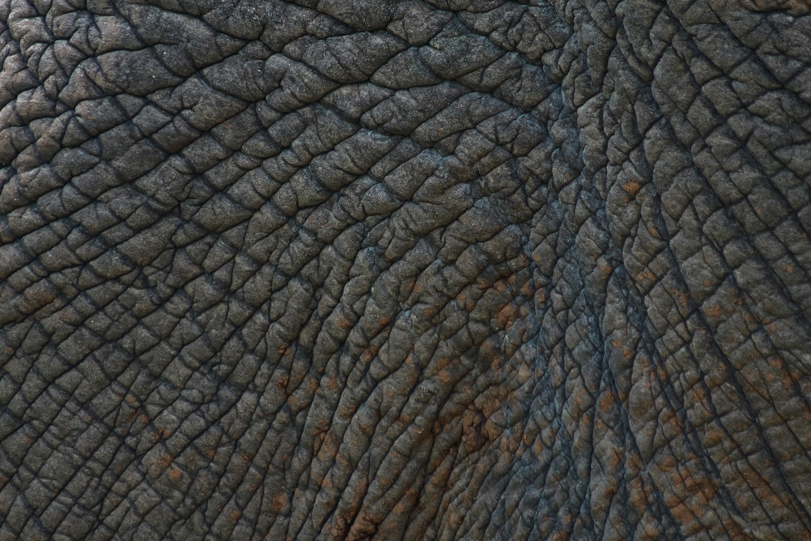 Close-up of real elephant skin used as organic texture and material reference