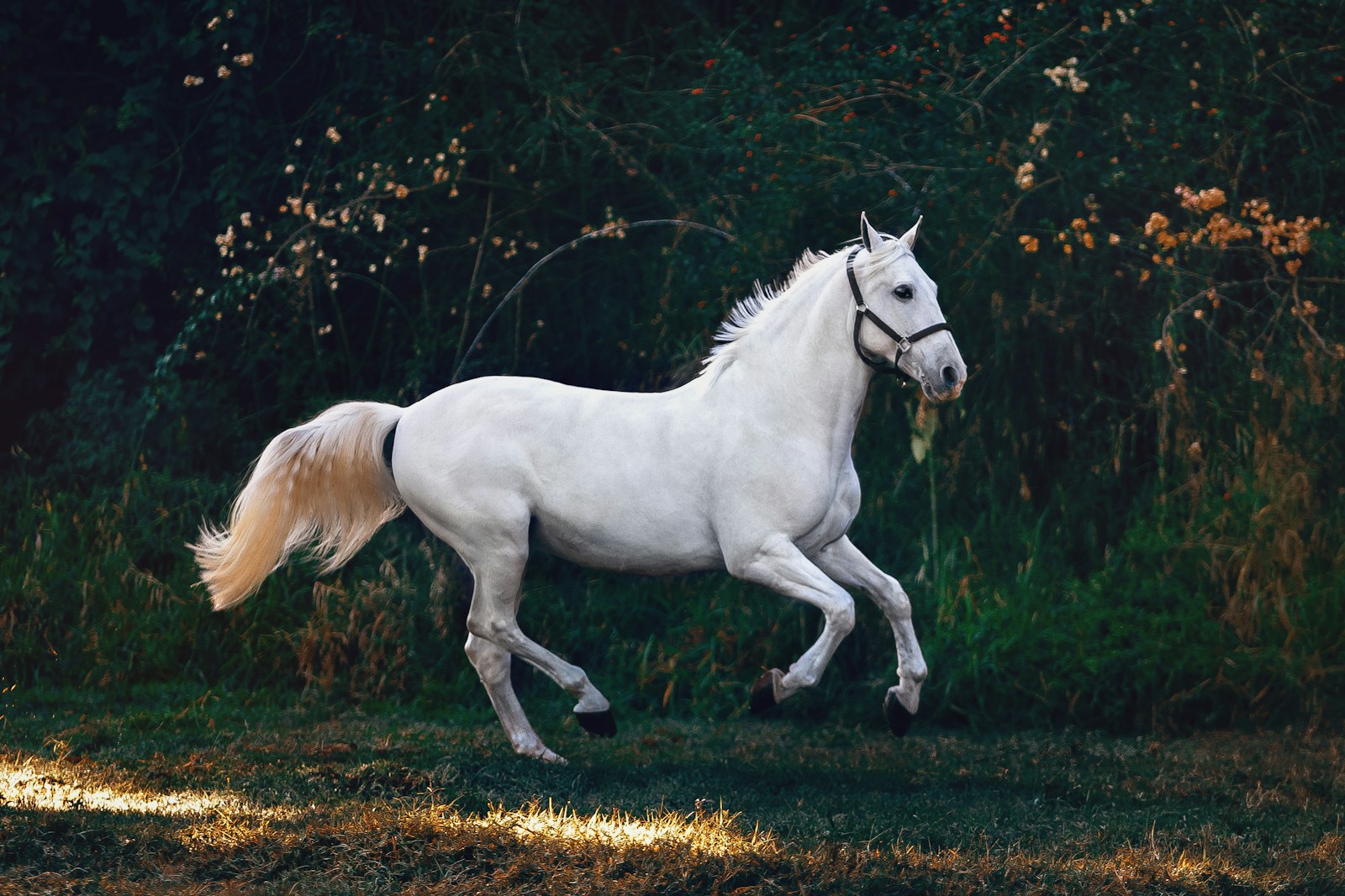 Animal locomotion reference for believable creature anatomy