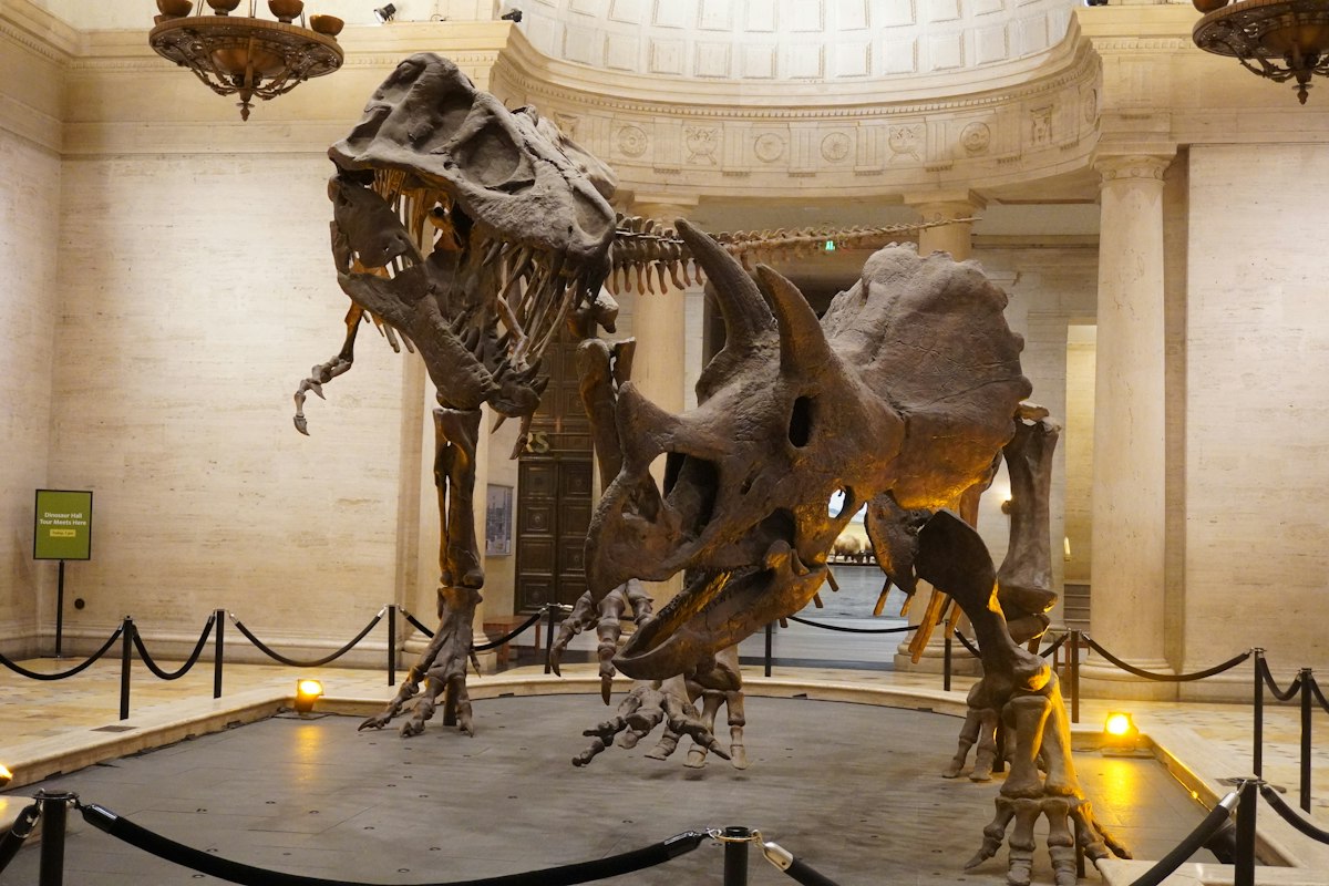 Dinosaur skeletons showing structural anatomy for believable creature design