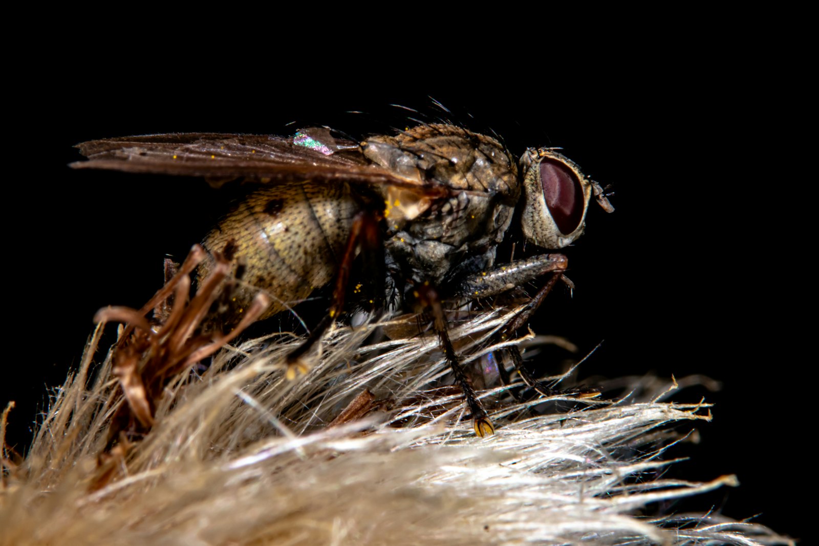 Macro photograph of an insect showing distinctive silhouette and small-scale biological detail