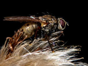 Professional creature designer developing a production-ready 3D creature
