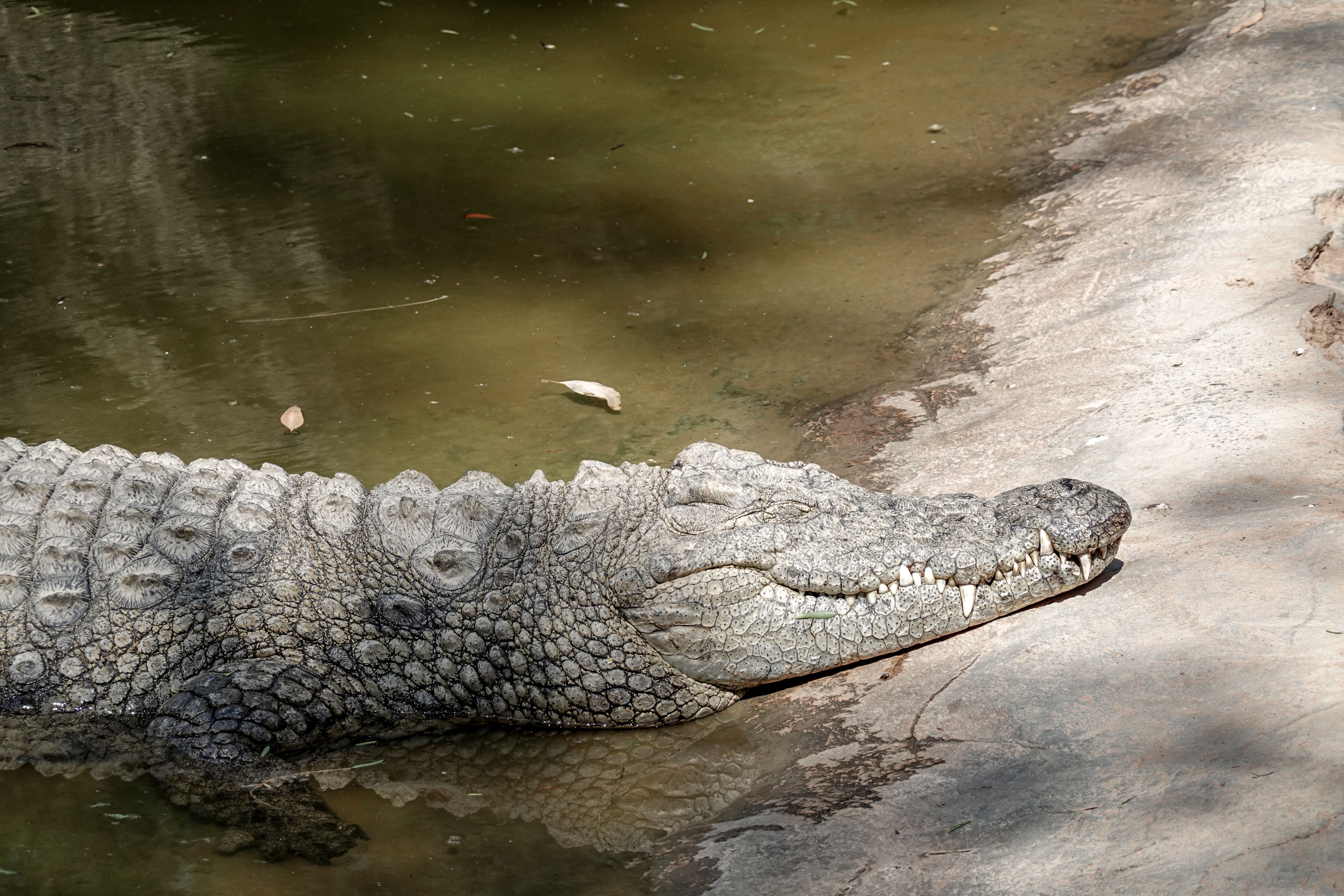 Crocodile moving through water as reference for testing creature interaction and integration