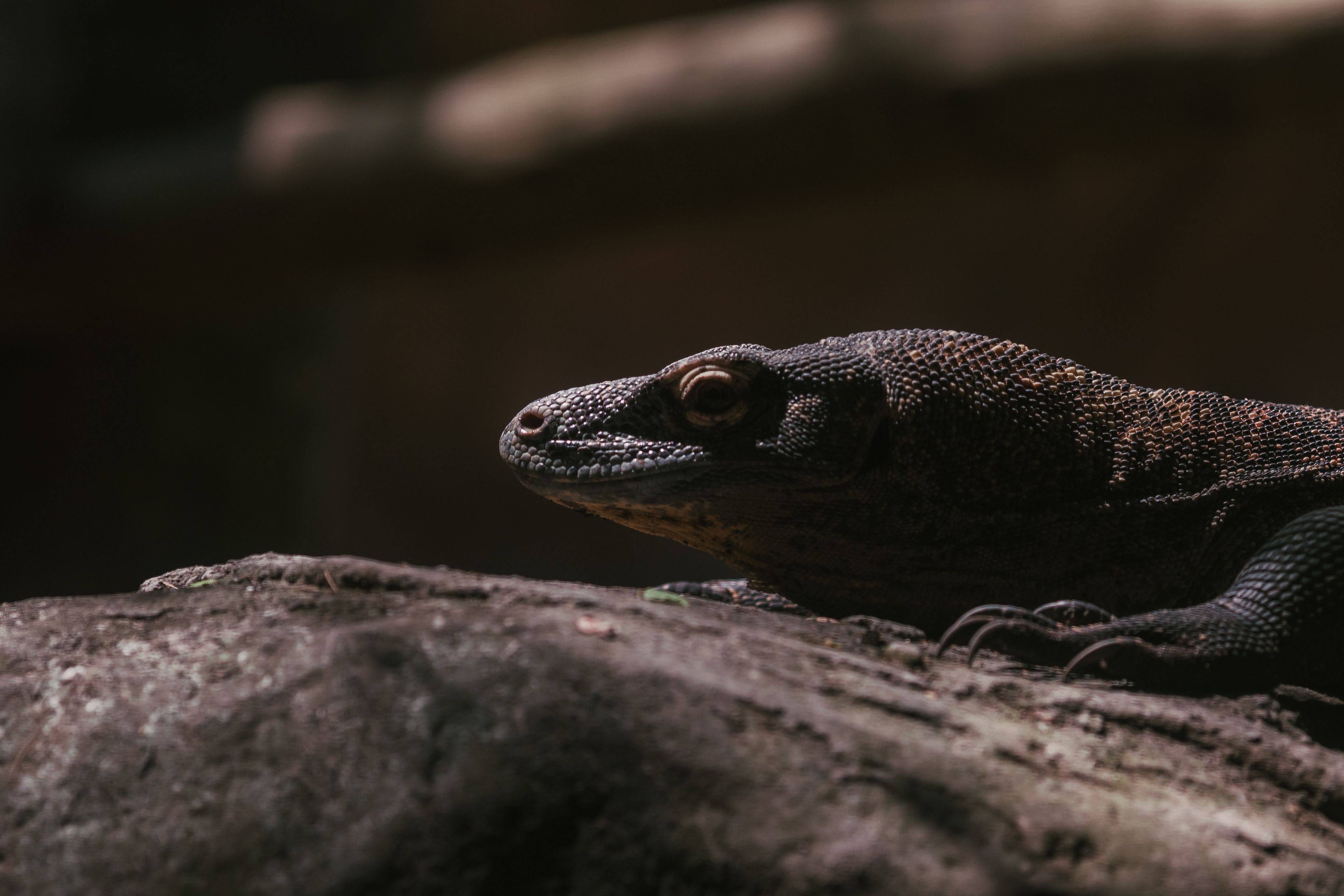 Monitor lizard profile used as silhouette and proportion reference for monster design